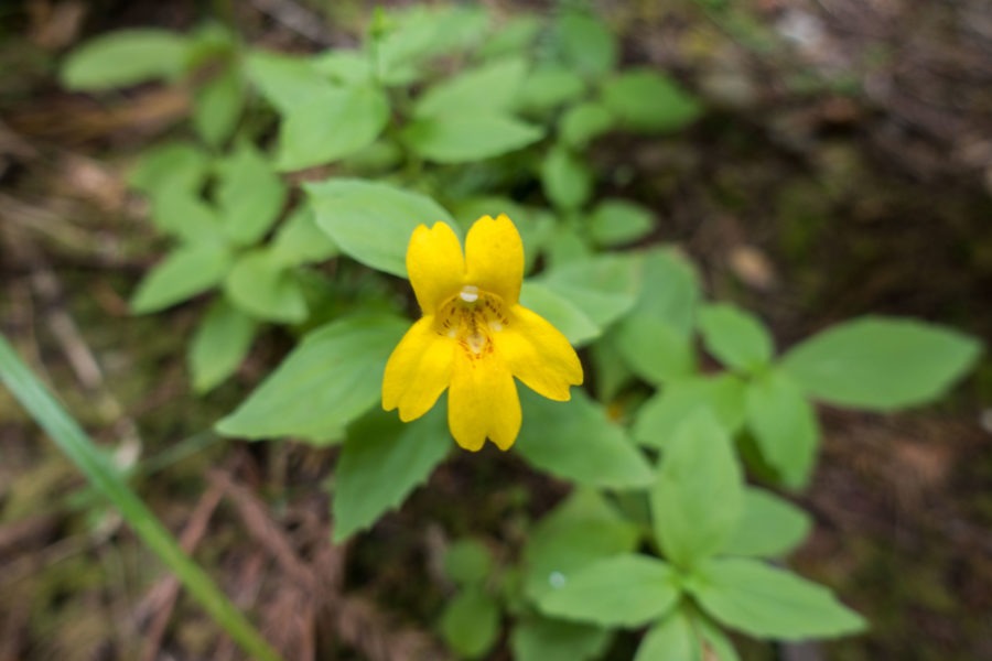 Redwood: Coastal Monkeyflower on James Irvine Trail