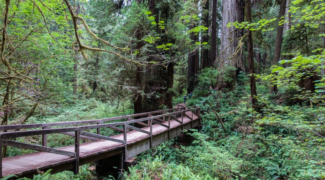 Redwood: James Irvine Trail Crossing Prairie Creek