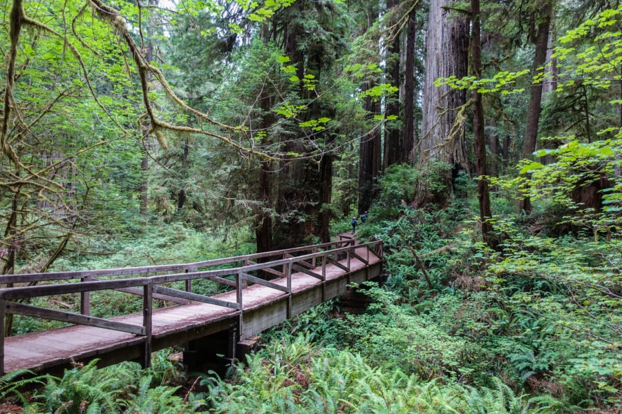 Redwood: James Irvine Trail Crossing Prairie Creek