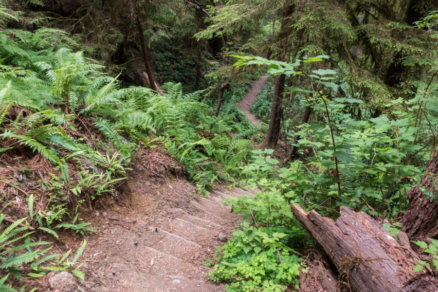 Redwood: Stairs on James Irvine Trail