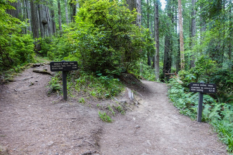 Redwood: James Irvine and Miner's Ridge Intersection