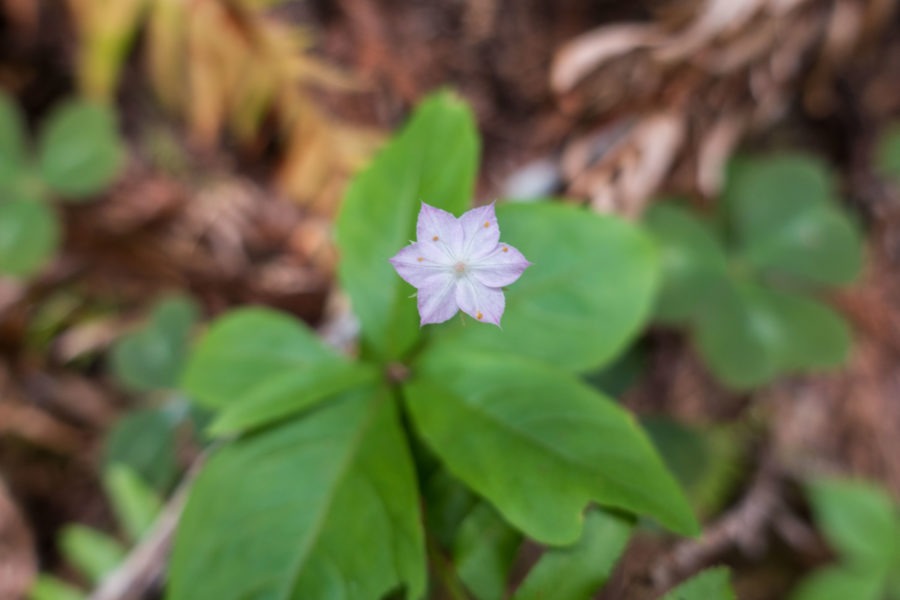 Redwood: Pacific Starflower