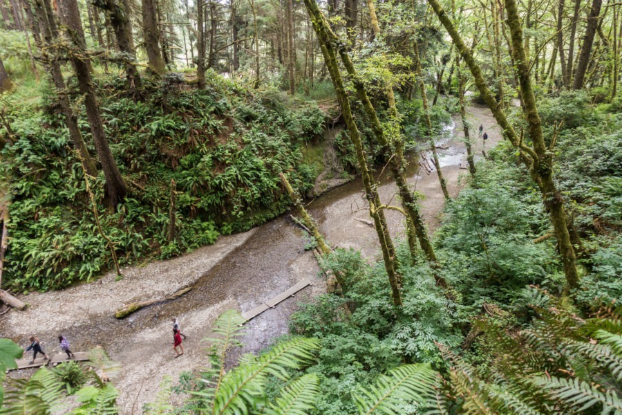 Redwood: Looking into Fern Canyon from James Irvine Trail