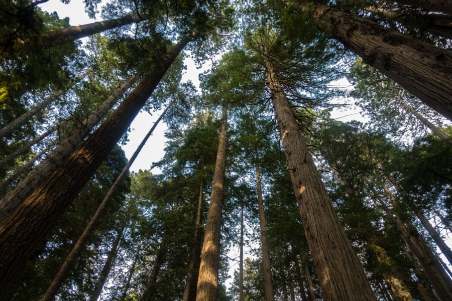 Redwood: Looking up on Miner's Ridge Trail