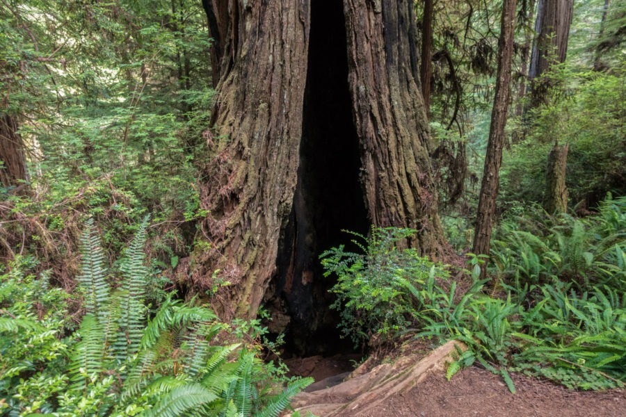 Redwood: Burned Redwood Tree