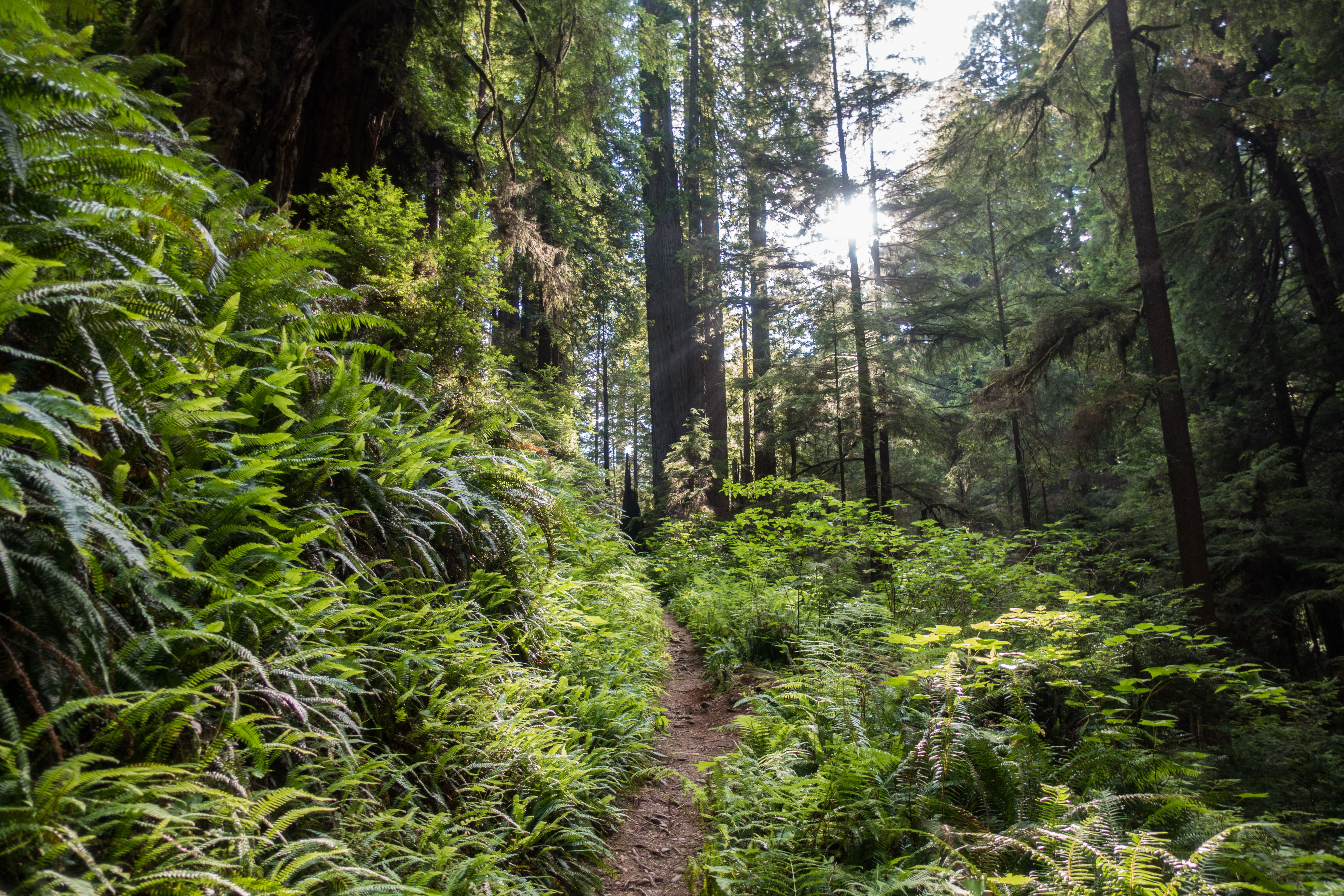 Redwood James Irvine and Miner's Ridge Trails with Fern Canyon KTNP Blog