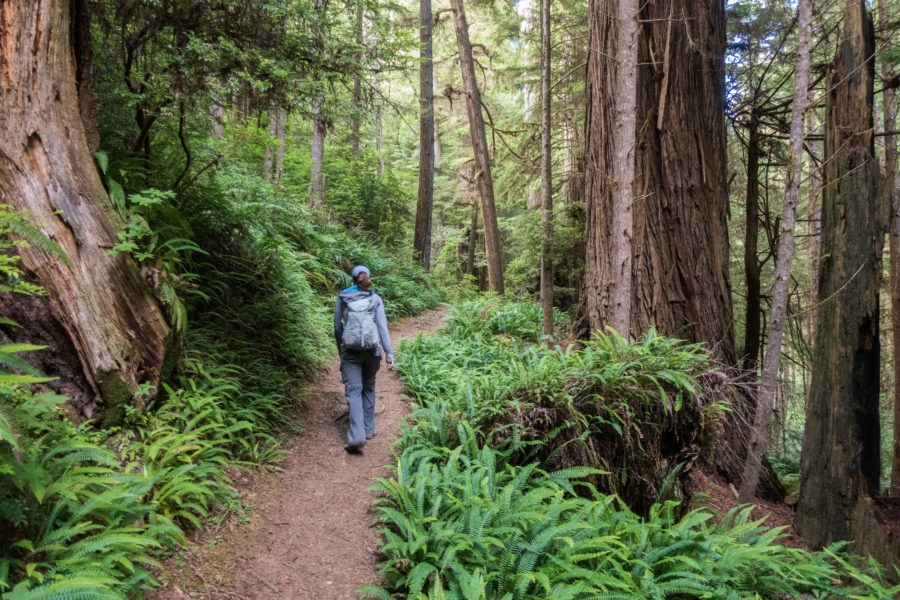 Redwood: Hiking Miner's Ridge
