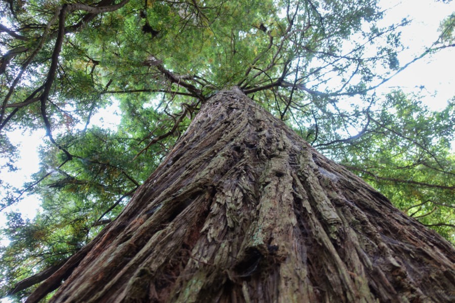 Redwood: Looking Up At Our First Redwood
