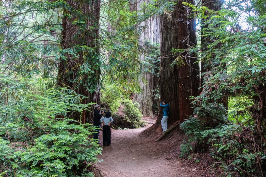 Redwood: Large Redwoods on Prairie Creek Trail