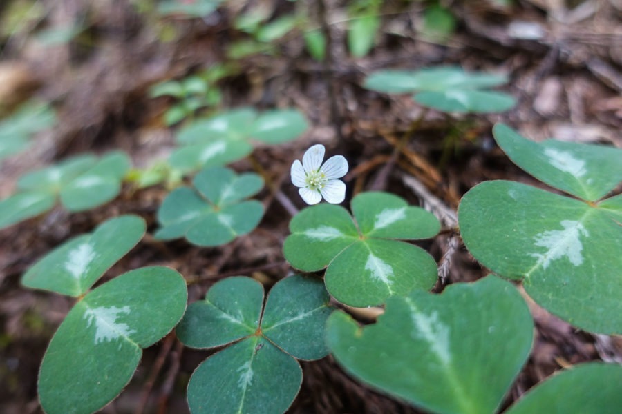 Redwood: Flowering Redwood Sorrel