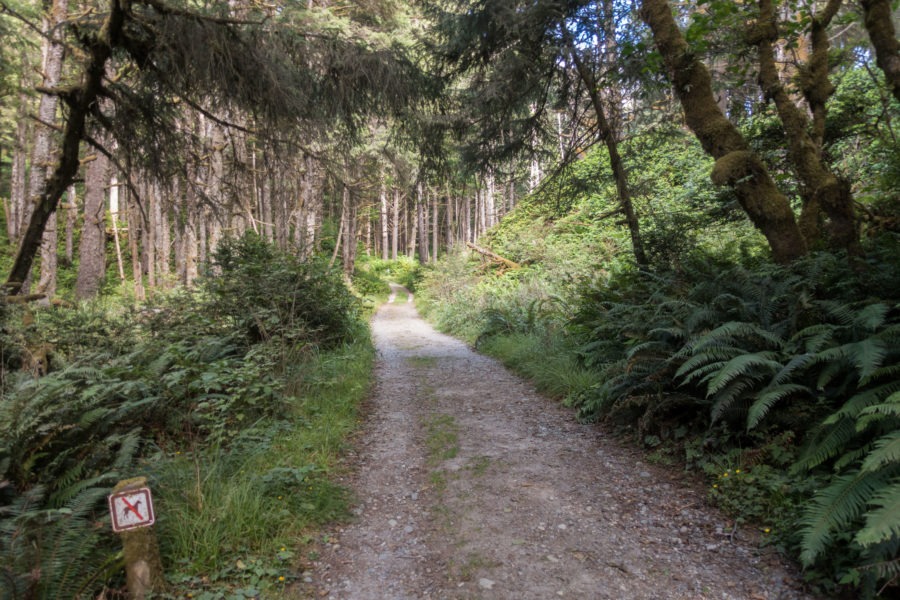 Redwood: Start of Miner's Ridge Trail