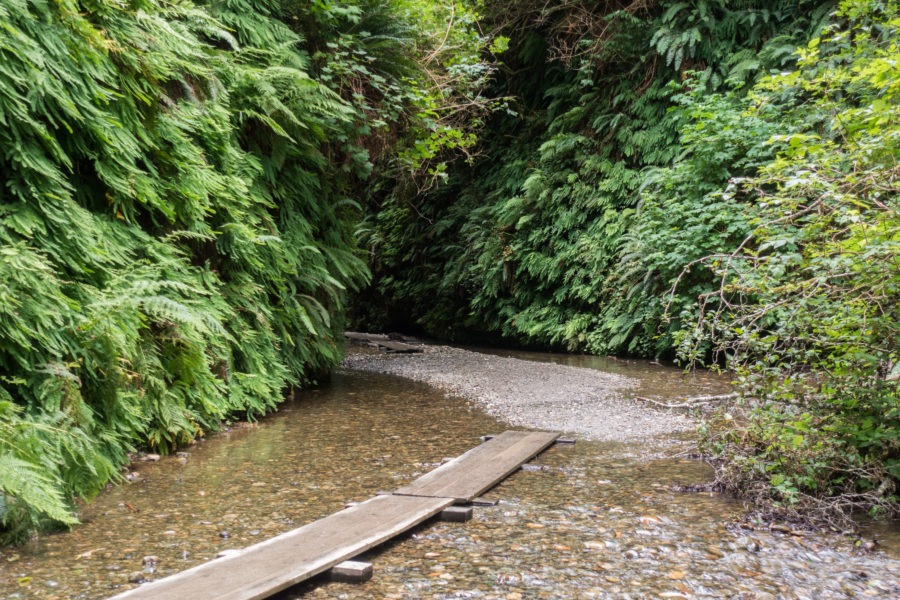 Redwood: Though Fern Canyon