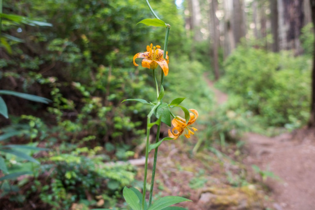 Redwood: Tiger Lily on Miner's Ridge Trail