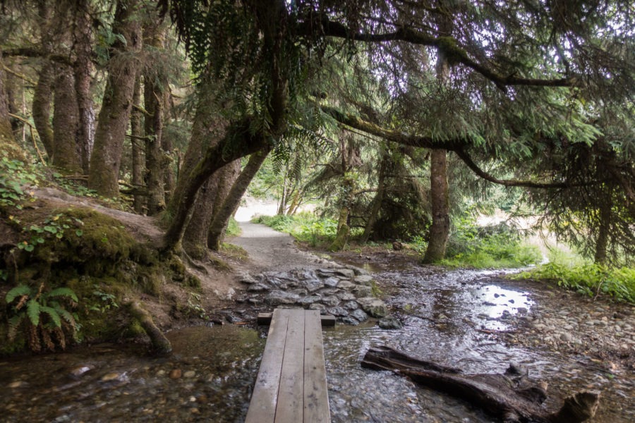 Redwood: Path to Fern Canyon Parking