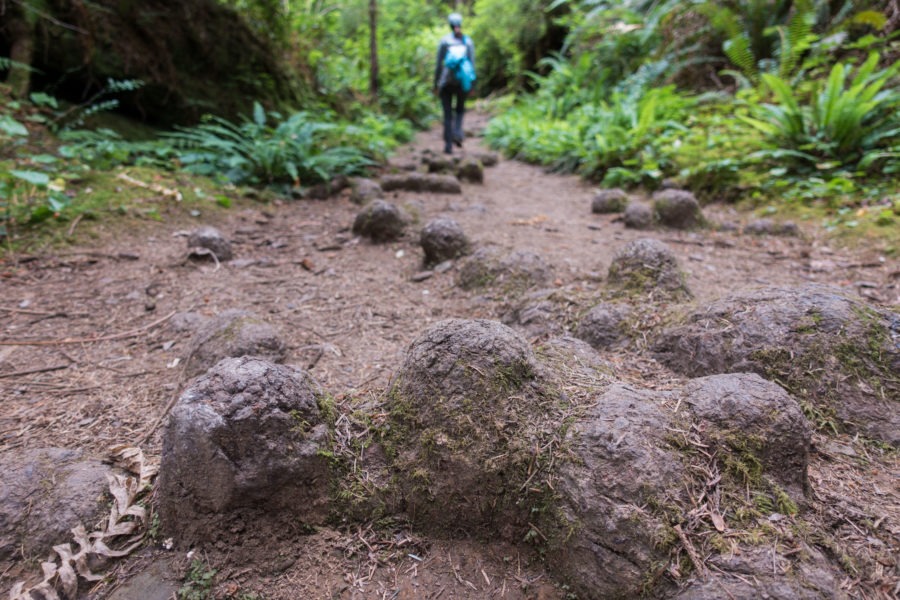 Redwood: Roots on James Irvine Trail