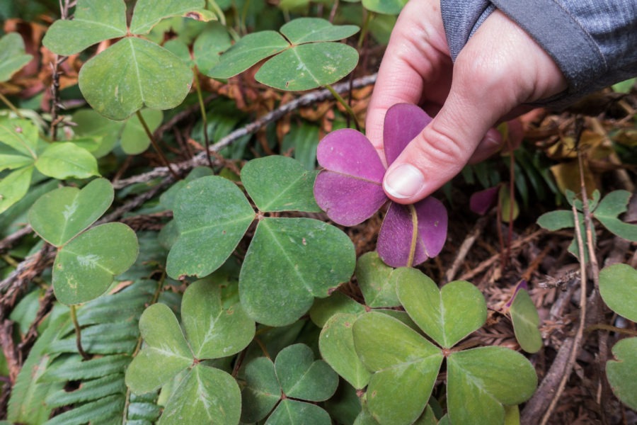 Redwood: Underside of Redwood Sorrel