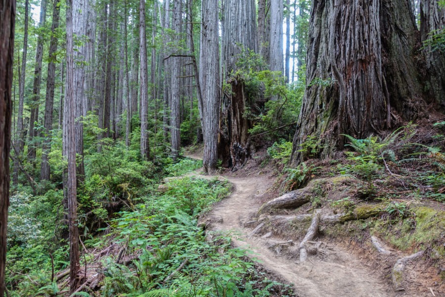 Redwood: James-Irvine Trail Weaving Around Trees