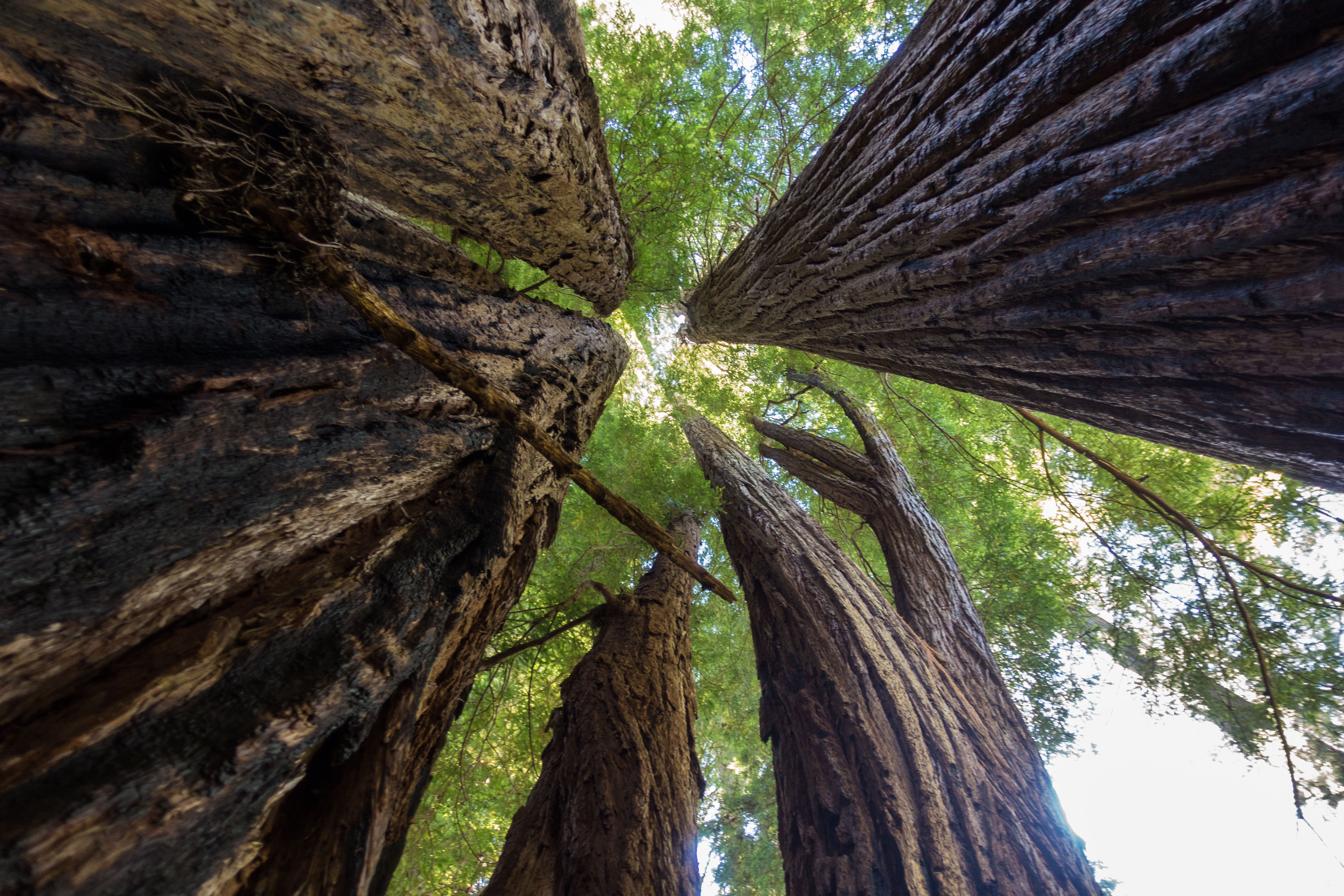 Redwood Backpacking Redwood Creek & Tall Trees KTNP Blog