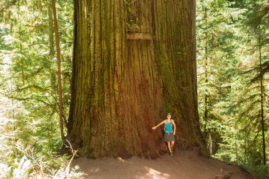 Redwood: Boy Scout Tree