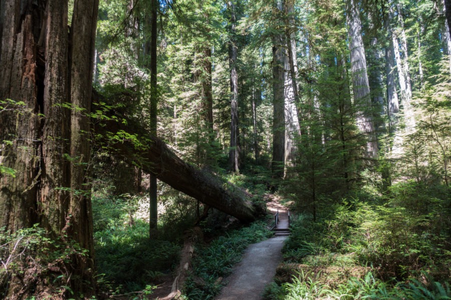 Redwood: Bridge on Boy Scout Tree Trail