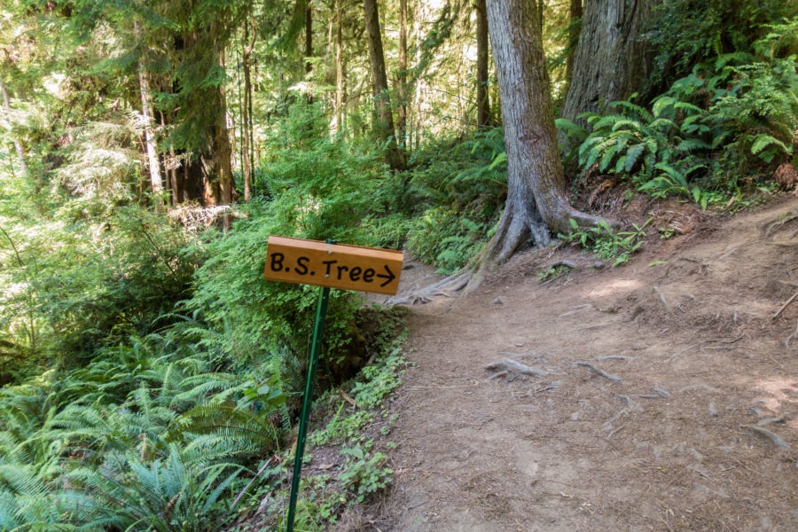 Redwood: Sign to Boy Scout Tree