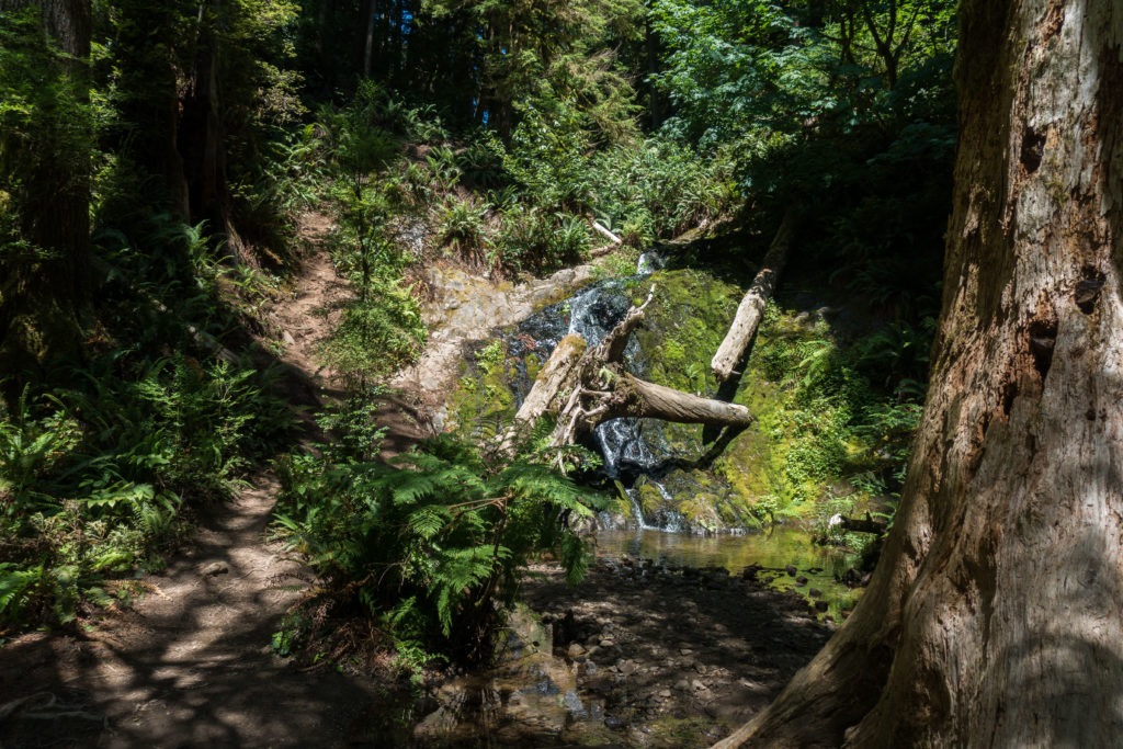 Redwood: Fern Falls on Boy Scout Tree Trail