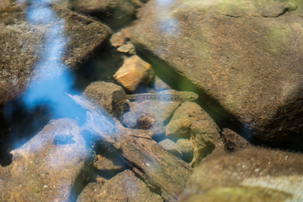 Redwood: Small Fish in Pool at Fern Falls