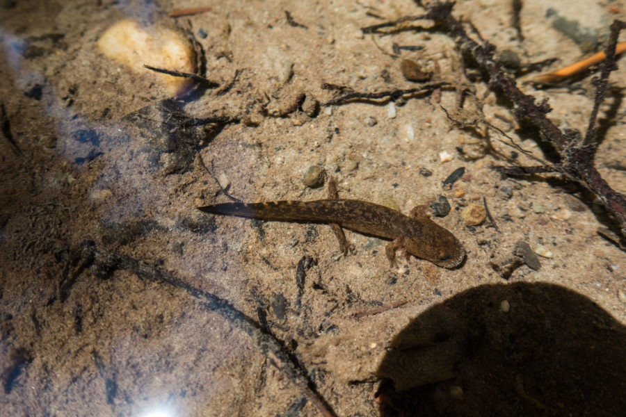 Redwood: Salamander Near Fern Falls