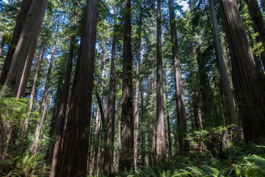 Redwood: Redwood Forest on Boy Scout Tree Trail