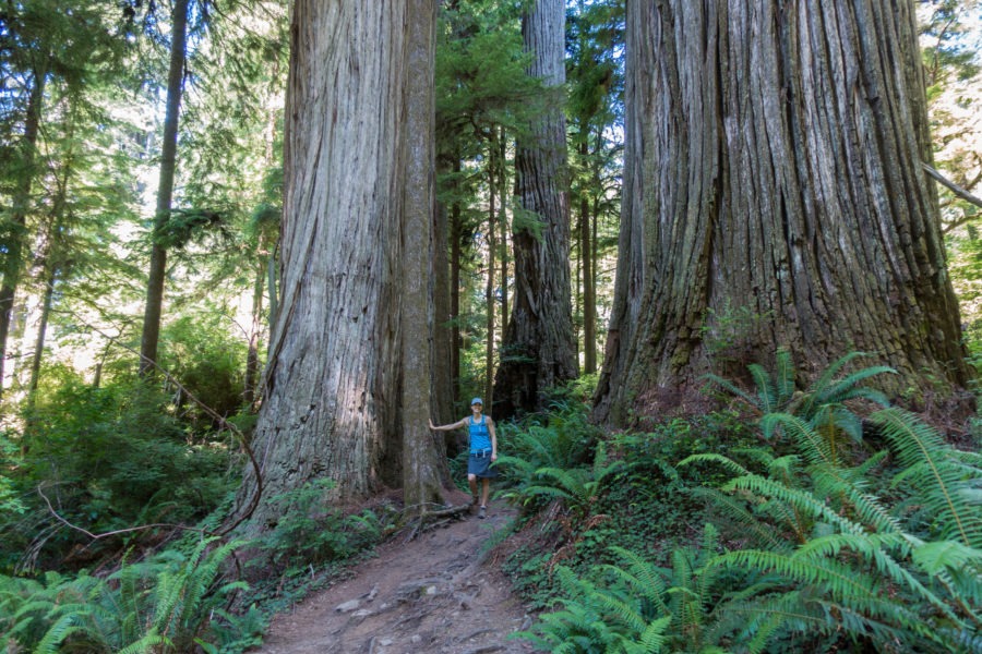 Redwood: Large Trees on Boy Scout Tree Trail