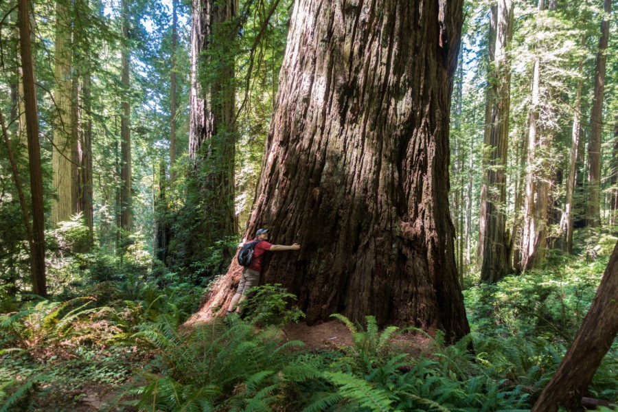 Redwood: Hugging a Tree on Damnation Creek Trail