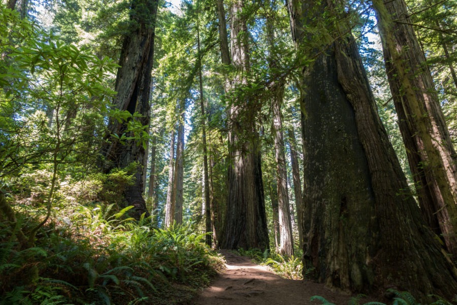 Redwood: Damnation Creek Trees