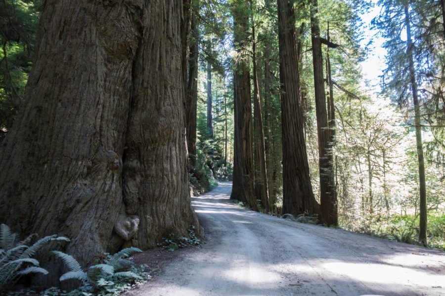 Redwood: Howland Hill Road