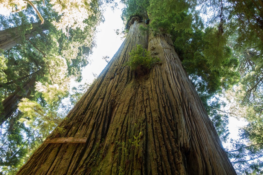 Redwood: Looking up at Boy Scout Tree
