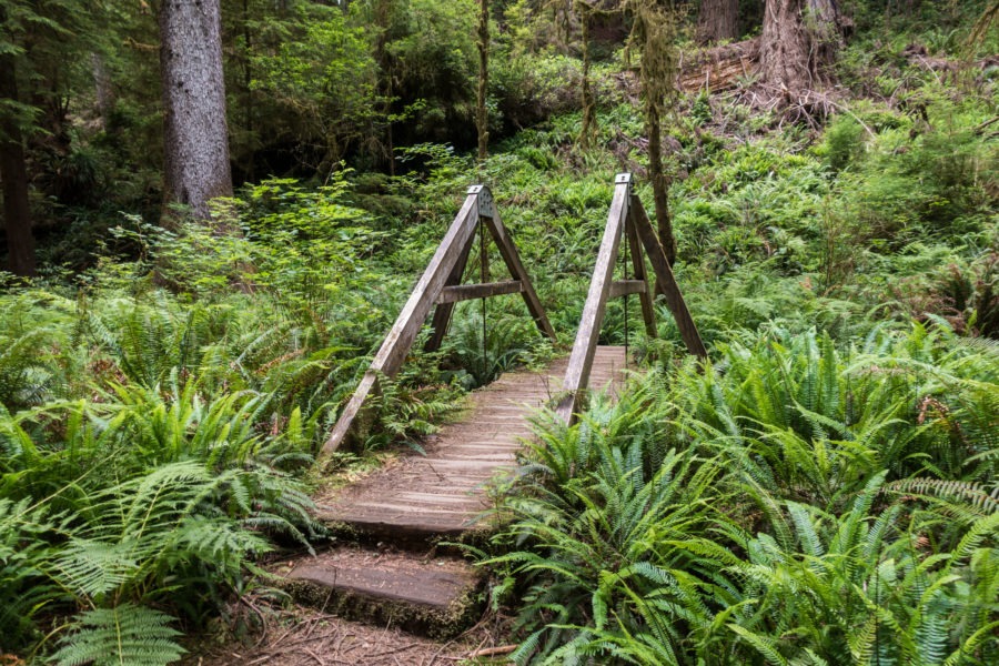 Redwood: Bridge on James Irvine Trail