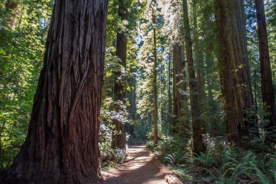 Redwood: Stout Grove
