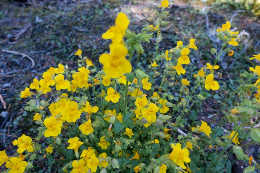 Crater Lake: Yellow Monkeyflowers along Boundary Springs Trail