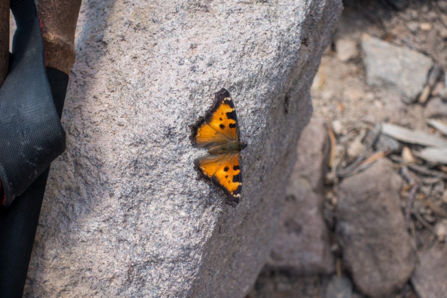 Crater Lake: Closeup of Tortoiseshell Butterfly on Mount Scott Trail