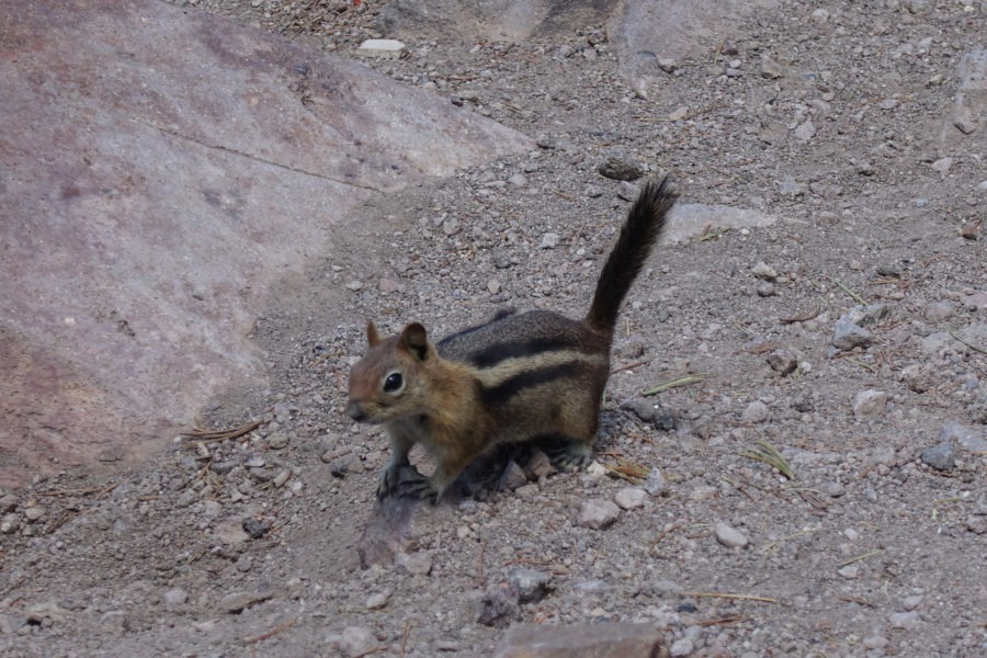 Crater Lake: Golden Mantled Ground Squirrel on Mount Scott Trail