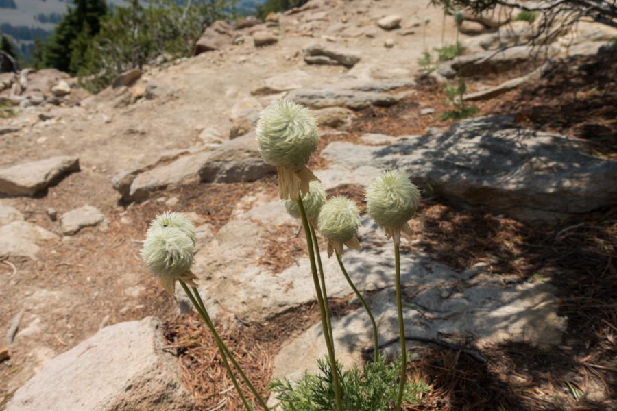 Crater Lake: Western Pasqueflower on Mount Scott