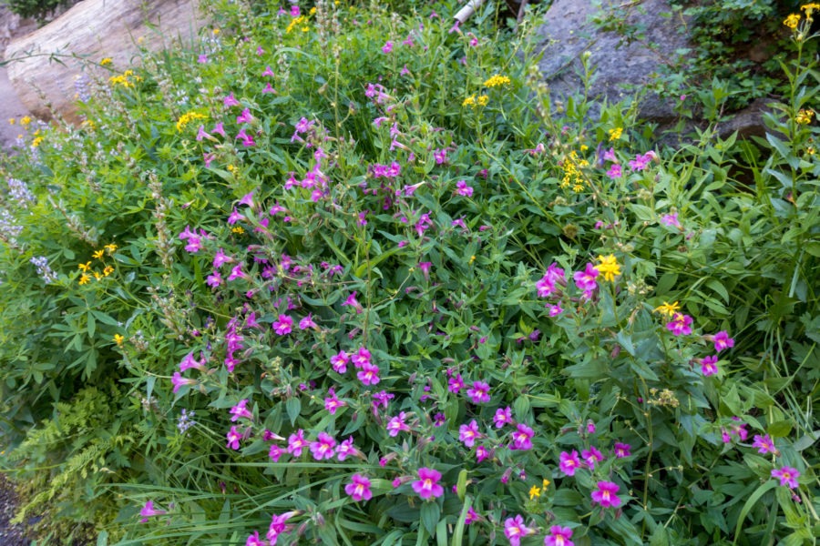 Crater Lake: Lewis Monkeyflower near Plaikni Falls