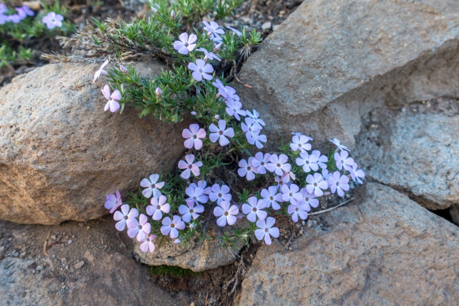 Crater Lake: Spreading Phlox on Watchman Peak Trail