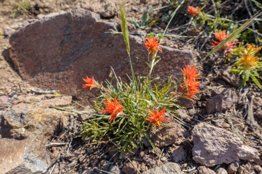 Crater Lake: Indian Paintbrush Along Garfield Peak Trail