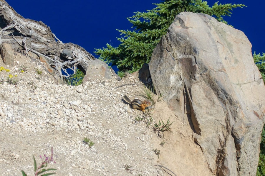 Crater Lake: Ground Squirrel on Garfield Peak Trail
