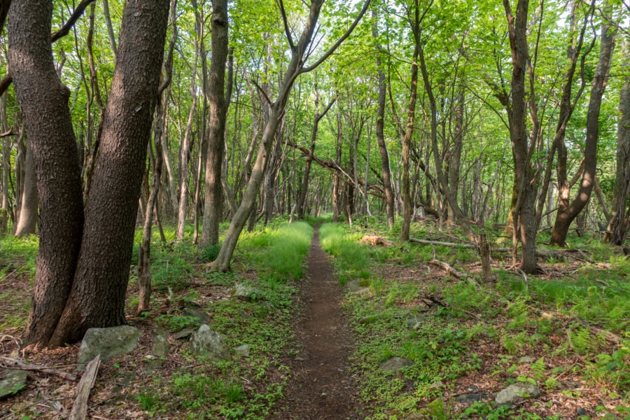 Shenandoah: Appalachian Trail Near Milam Gap