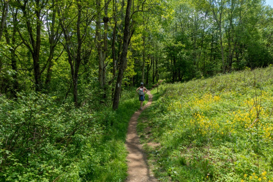 Shenandoah: AT at Milam Gap