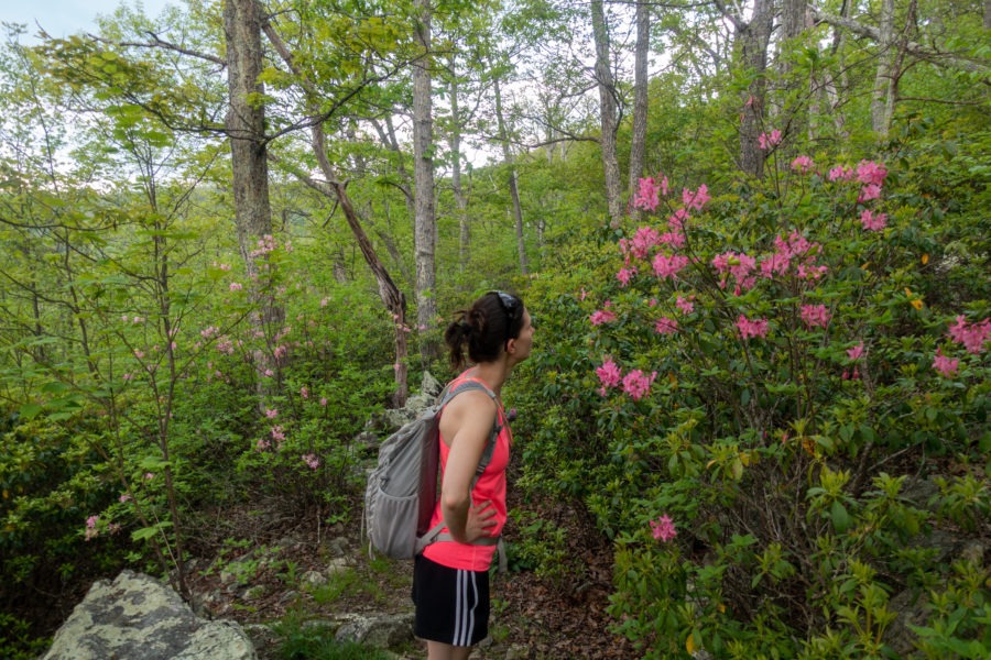 Shenandoah: Wild Azalea Along Laurel Prong Trail
