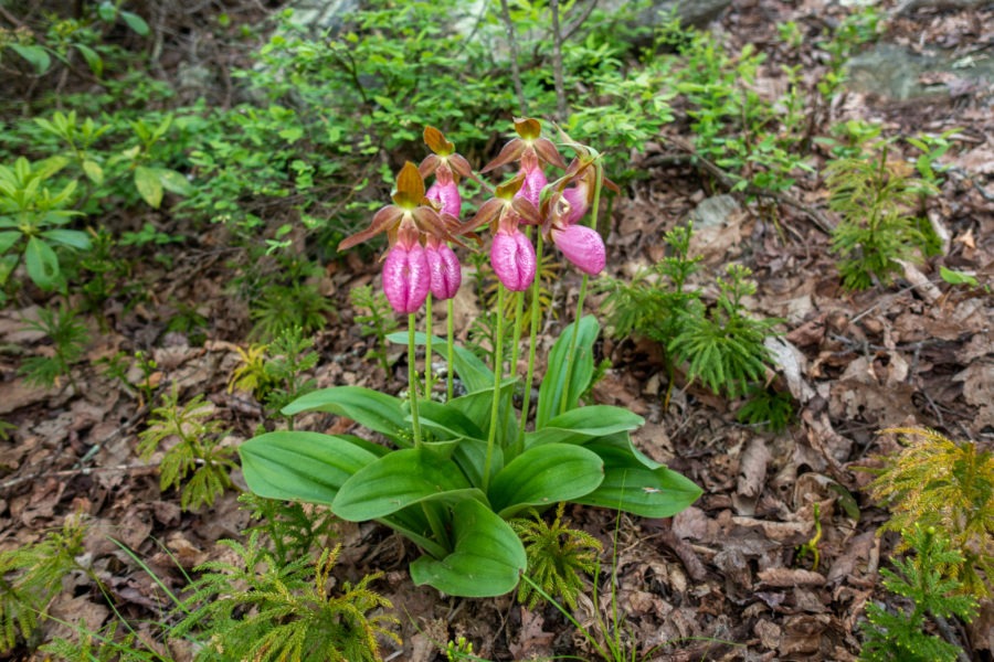 Shenandoah: Pink Ladyslippers on Laurel Prong Trail