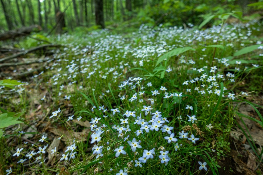 Shenandoah: Bluets Along Laurel Prong Trail