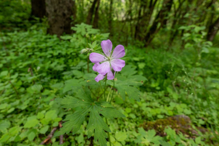Shenandoah: Geranium On Mill Prong Trail